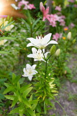 Beautiful lily flower on a background of green leaves. Lily flowers in the garden.	