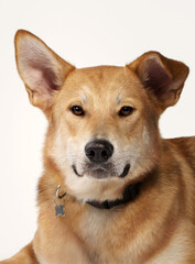half breed dog in front of a white background in srudio 