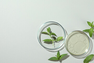 Fototapeta Flat lay composition with Petri dishes and plants on light grey background. Space for text obraz