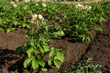 Beautiful blossoming potato seedlings growing in field on sunny day