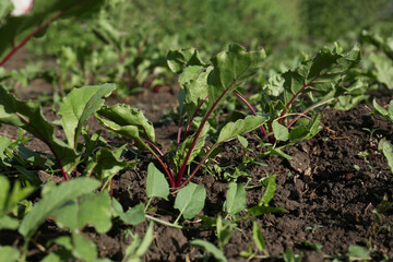 Beet seedlings growing in field on sunny day