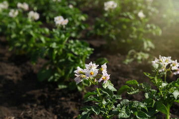 Beautiful blossoming potato seedling growing in field on sunny day