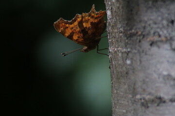 Portrait Papillon