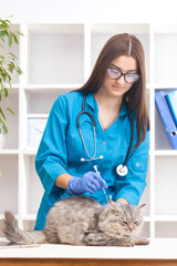 female doctor vaccinates a gray cat in a veterinary clinic. medicine for pets