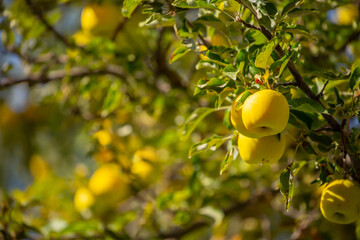 Harvest of apples on a plantation in the garden. Fruit trees with apples. Ripe fruits on the branches of a tree. Gardening in agriculture.
