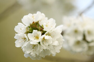 cherry tree blossom