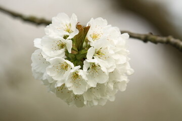 white flowers of a cherry