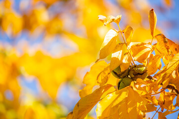 Walnuts ripened on the tree. Walnuts growing on a tree, close-up. Harvest nuts in the garden in autumn.
