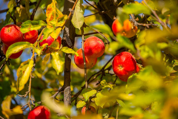 Harvest of apples on a plantation in the garden. Fruit trees with apples. Ripe fruits on the branches of a tree. Gardening in agriculture.