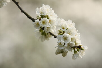 cherry tree blossom