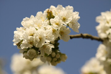 cherry tree blossom against blue sky