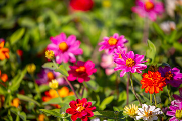 Obraz premium Multicolored flowers close-up. Bouquet of colorful flowers. City flower beds, a beautiful and well-groomed garden with flowering bushes.