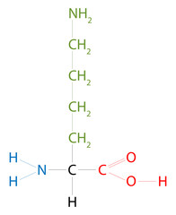Lysine. Lysine is an amino acid that has a side chain lysyl.