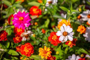 Obraz premium Multicolored flowers close-up. Bouquet of colorful flowers. City flower beds, a beautiful and well-groomed garden with flowering bushes.