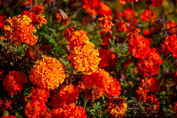 Red and orange flowers close up. Bouquet of yellow flowers. City flower beds, a beautiful and well-groomed garden with flowering bushes.