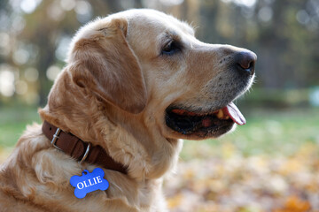Cute Labrador Retriever in dog collar with metal tag outdoors