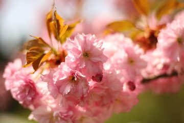 close up of an East Asian Cherry blossom