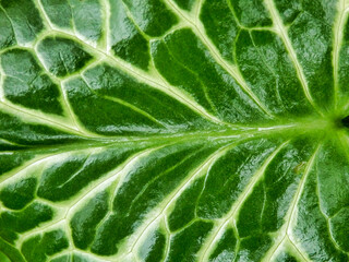 Close up of the glossy arrow shaped leaf of the Cuckoo Pint plant (Arum Maculatum) after rainfall, also known as Lords and Ladies 
