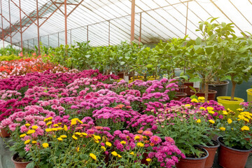 Fototapeta na wymiar Blooming asters and chrysanthemums various flowers in pots grown in a greenhouse.