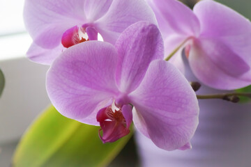 Fototapeta na wymiar a beautiful pink orchid flower