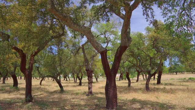 Cork tree garden (cork oak) is a long-standing business in parts of Portugal, slow motion panoramic video on a sunny summer day.