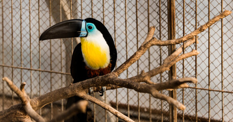 yellow billed toucan
