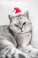 Christmas cat in a red santa hat sits on a white background. Pets, Christmas stories with pets.