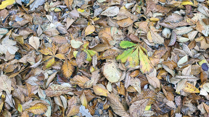 Fallen yellow chestnut leaves. Fallen leaves of trees lie on the ground in a continuous layer. They completely cover the surface of the earth. The leaves are brown, yellow and red.