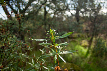 rockrose leaves, in early autumn, in the foreground with the forest in the background out of focus in the Madrid mountains