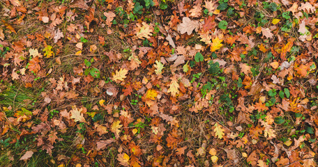 Colorful bright seasonal autumn background pattern. Vibrant carpet of fallen forest leaves banner. Outdoor panorama. Brown yellow red orange oak leaves in autumn forest