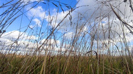 High yellow dried grass in the meadow. Autumn sunny day a small meadow with yellow grass, behind the grass one can see an evergreen coniferous forest. From above hang low cumulus white clouds.