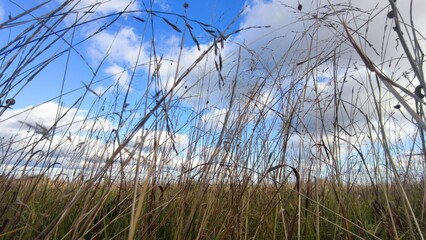 High yellow dried grass in the meadow. Autumn sunny day a small meadow with yellow grass, behind the grass one can see an evergreen coniferous forest. From above hang low cumulus white clouds.