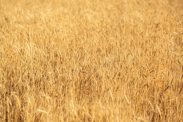 Wheat field on a sunny day. Grain farming, ears of wheat close-up. Agriculture, growing food products.