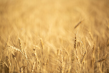Wheat field on a sunny day. Grain farming, ears of wheat close-up. Agriculture, growing food products.