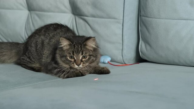kitten trying to catch a red dot. Funny cat playing with laser pointer