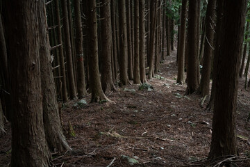 山道