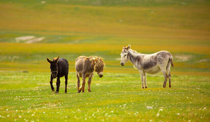 Donkey grazing on a green meadow. Herd of donkeys in the pasture, hardy animals in agriculture....