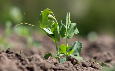 A sprouted pea sprout that is damaged by pests. The legume leaves were eaten.