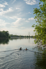 Enten auf dem Waller Feldmarksee, Bremen. 