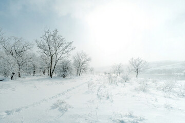 Fototapeta na wymiar Snow-covered winter trees on the river bank.