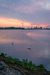 Schw&auml;ne am Lankenauer H&ouml;ft, Bremen 