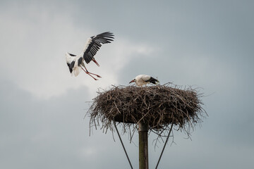 Storchenstation Eissel, Niedersachsen. 