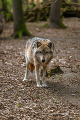 Eurasischer Wolf (Canis lupus lupus) im Wolfcenter D&ouml;rverden, Niedersachsen. 