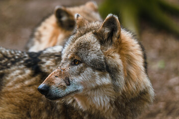 Naklejka na ściany i meble Eurasische Wölfe (Canis lupus lupus) im Wolfcenter Dörverden, Niedersachsen. 