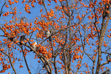 A flock of pigeons resting on a persimmon tree during the harvest season