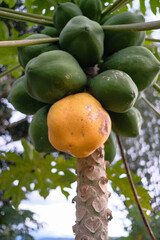 Close up of a ripe papaya.