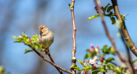 A sparrow sits on a branch of a blossoming apple tree and looks down, close-up.