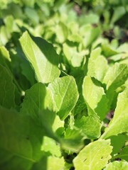 Obraz premium green leaves background