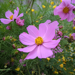 Beautiful pink summer flowers of Cosmos bipinnatus (Cosmea / Mexican Aster) perennial plants within garden