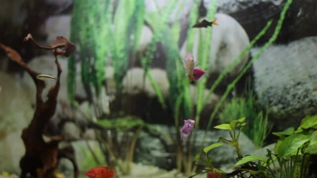 Various aquarium fish, different colors swim in the aquarium against the background of algae